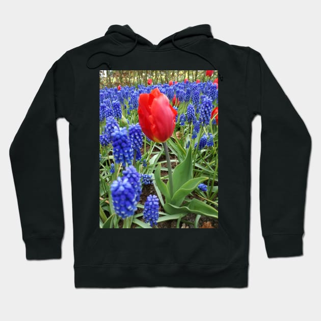 A red tulip in a blue sea Hoodie by MinnieMot